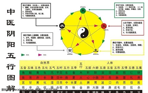 五行 意思|五行（中医术语）